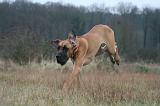 DOGUE ALLEMAND 684
